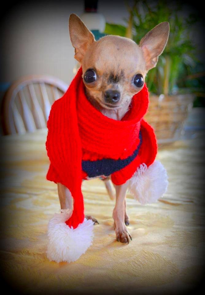 Love For Mia Cleft Palate Chihuahua/Facebook