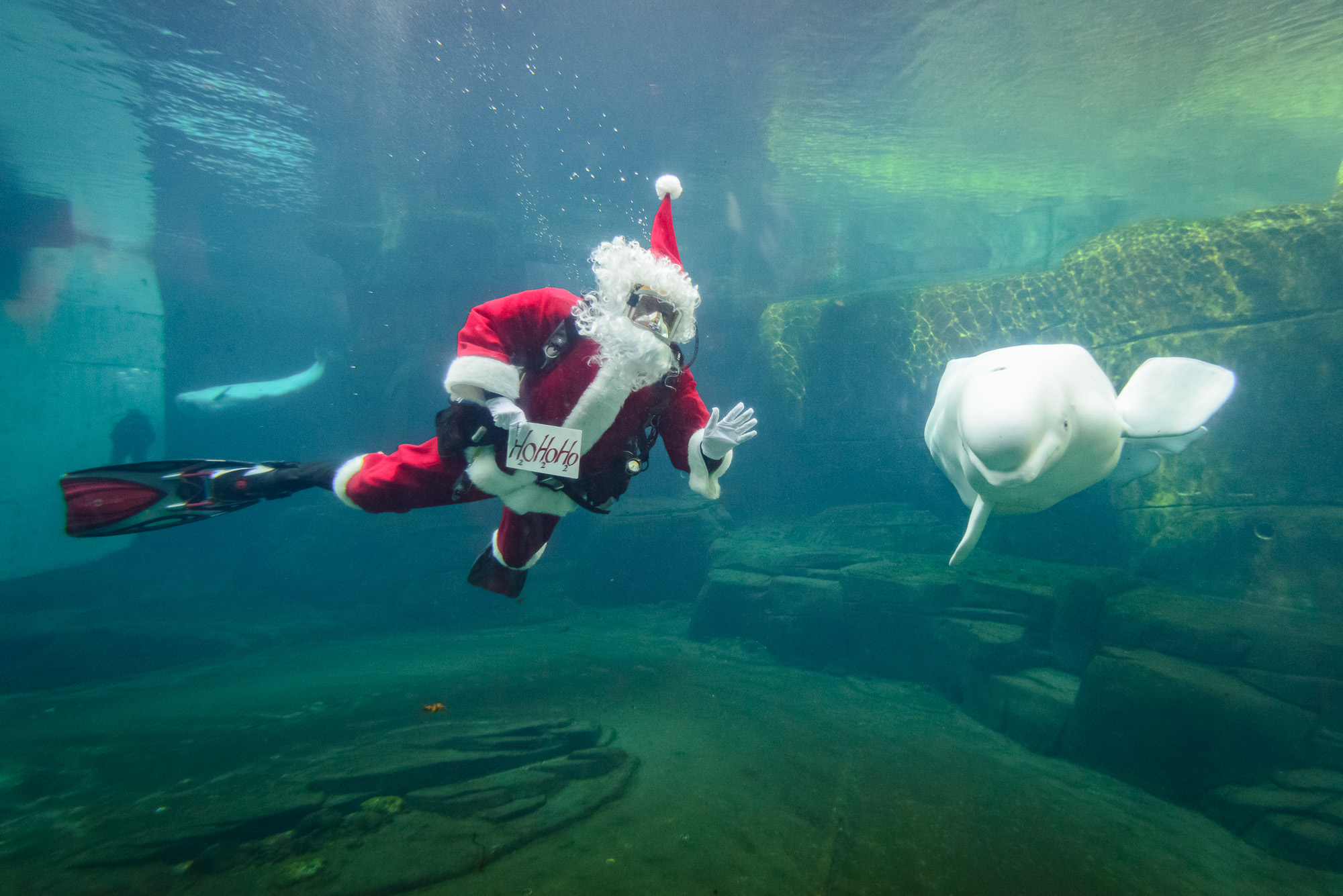 Scuba Claus dives with beluga whales Aurora and Qila/Vancouver Aquarium