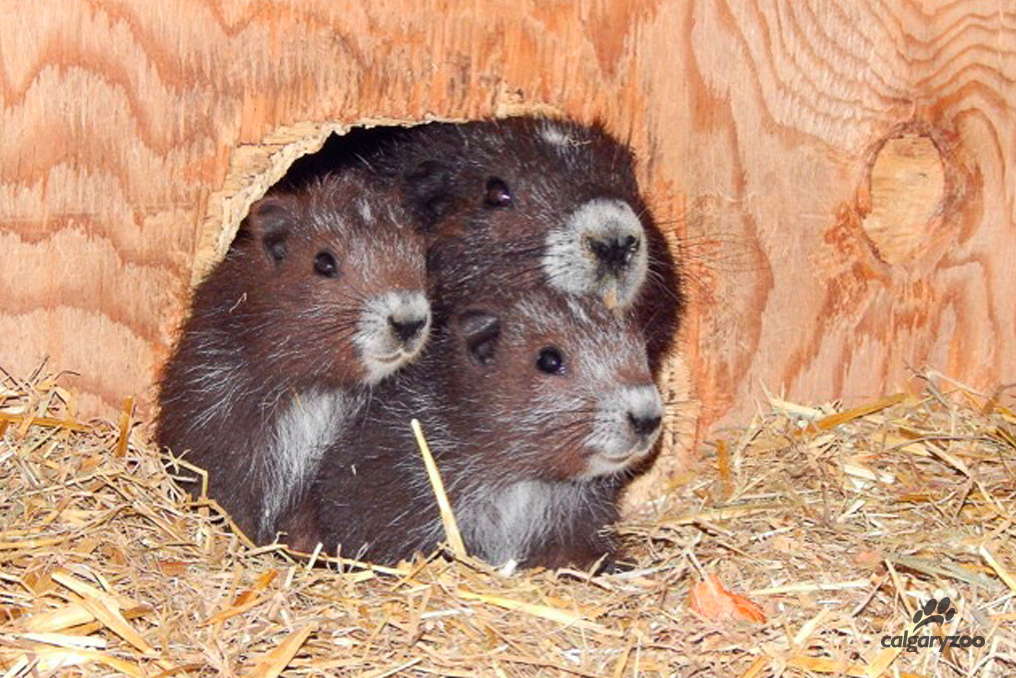 VImarmotsCalgaryZoo
