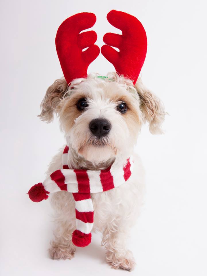 Montreal SPCA/Facebook