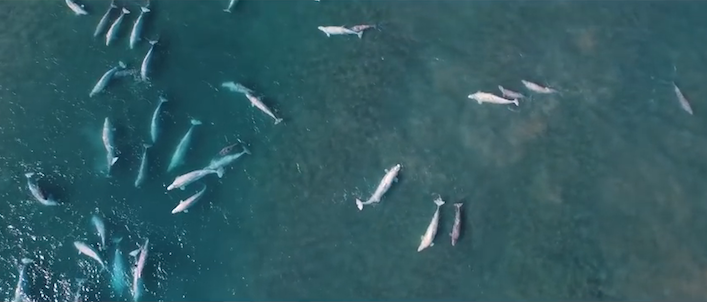 droneartbelugacongregate