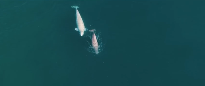 droneartbelugawhale