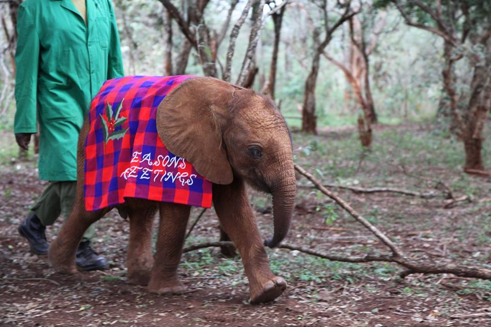 The David Sheldrick Wildlife Trust