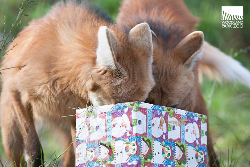 Woodland Park Zoo/Facebook