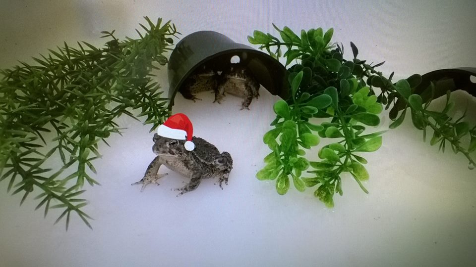 Saratoga National Fish Hatchery/Facebook