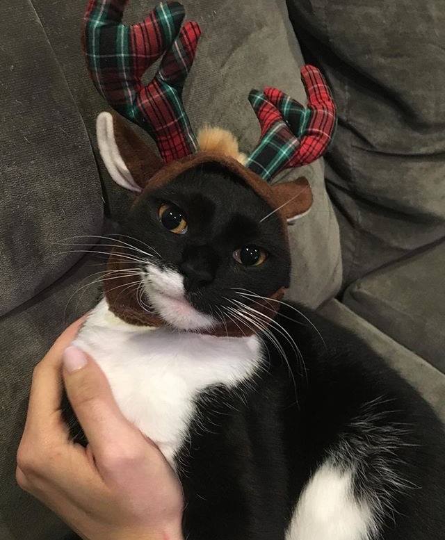 PAWS Philadelphia Animal Welfare Society