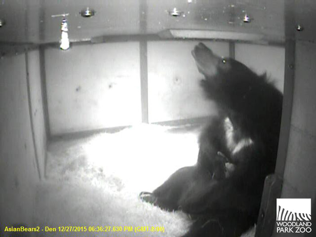 slothbearholding cub