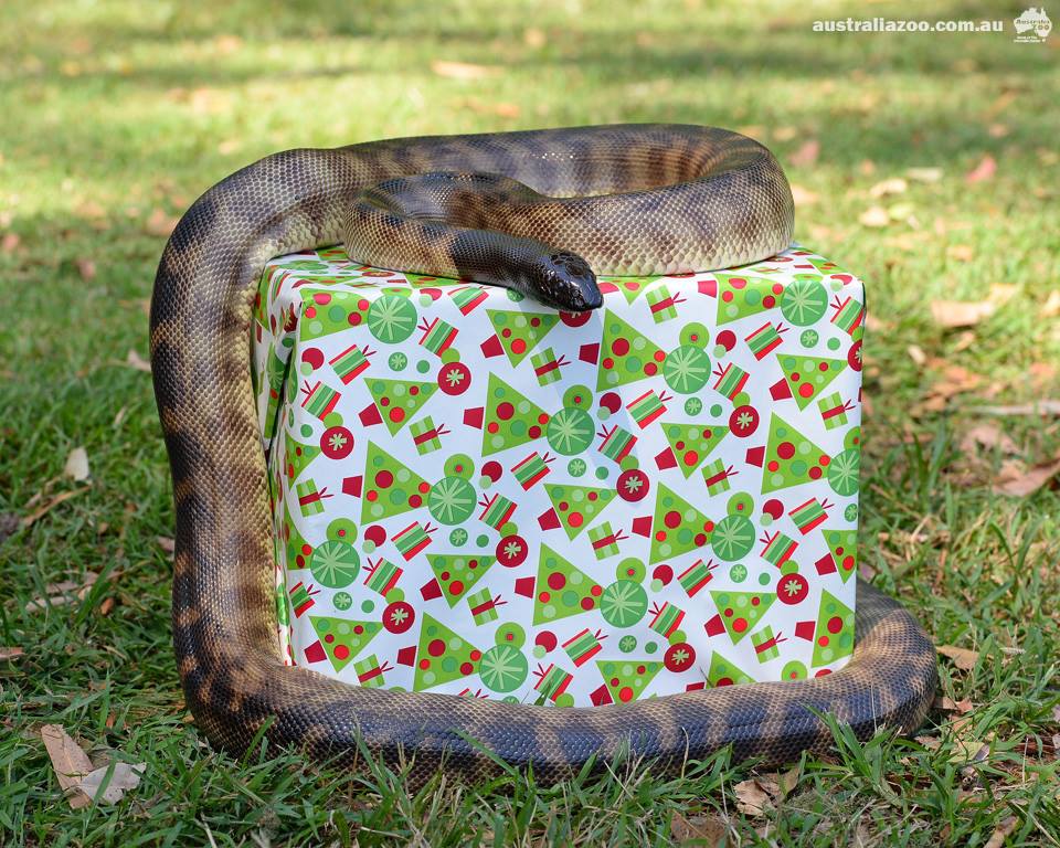 Australia Zoo/Facebook