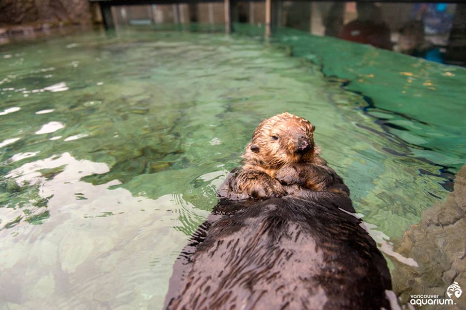 wallyvancouveraquarium