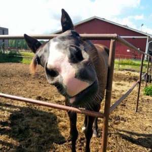 261367_10208166008493915_8555113118623565565_n