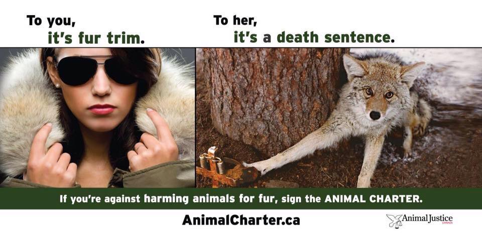 AnimalJusticefurtrim