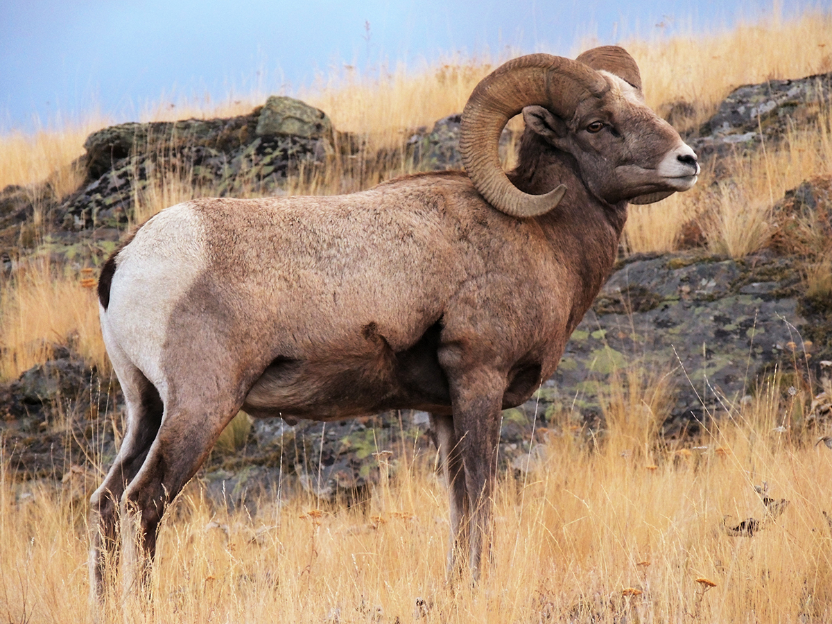 Bighorn sheep/University of Alberta