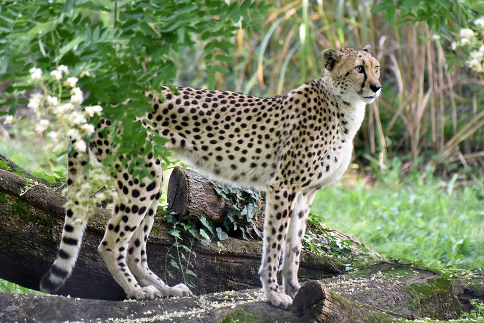 CheetahMarylandZoo