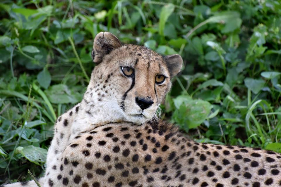 CheetahMarylandZooBalitimore