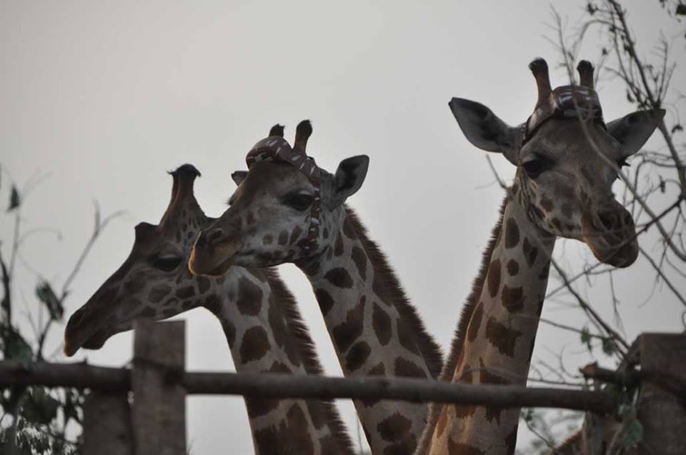 Giraffe Conservation Foundation/Facebook