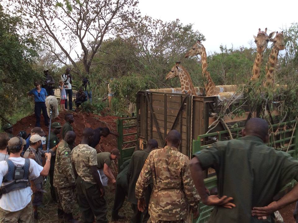GiraffetransferUganda