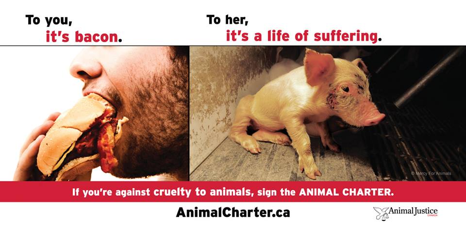 baconAnimalJustice