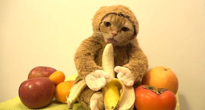 catmonkeybanana