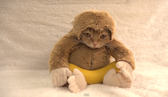 catmonkeybananasuit