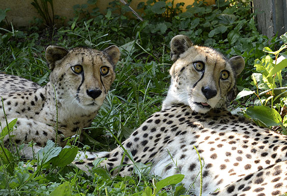 cheetahsistersMarylandZoo