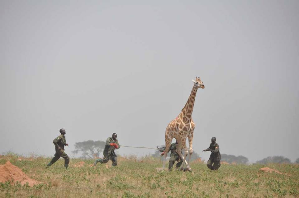 giraffeConservationFoundationcaptured