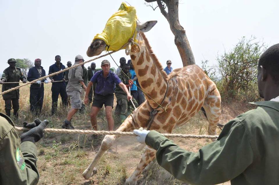 Giraffe Conservation Foundation/Facebook