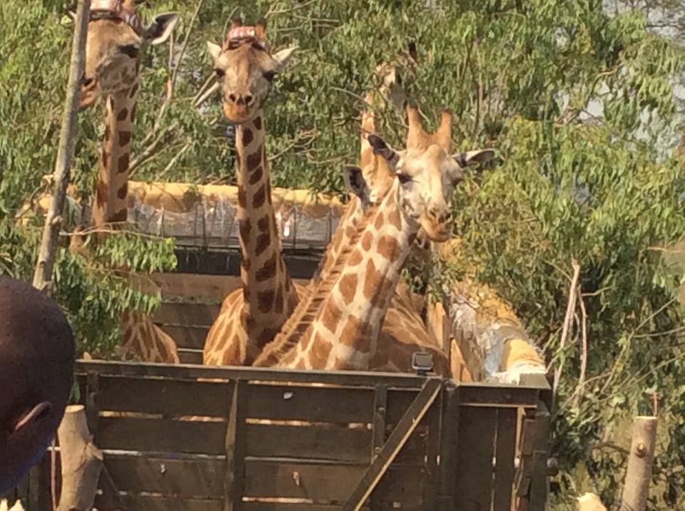 giraffesintransitUganda
