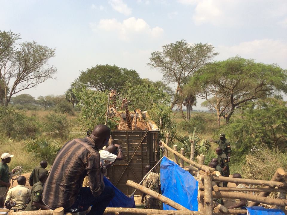 giraffesintruckUganda