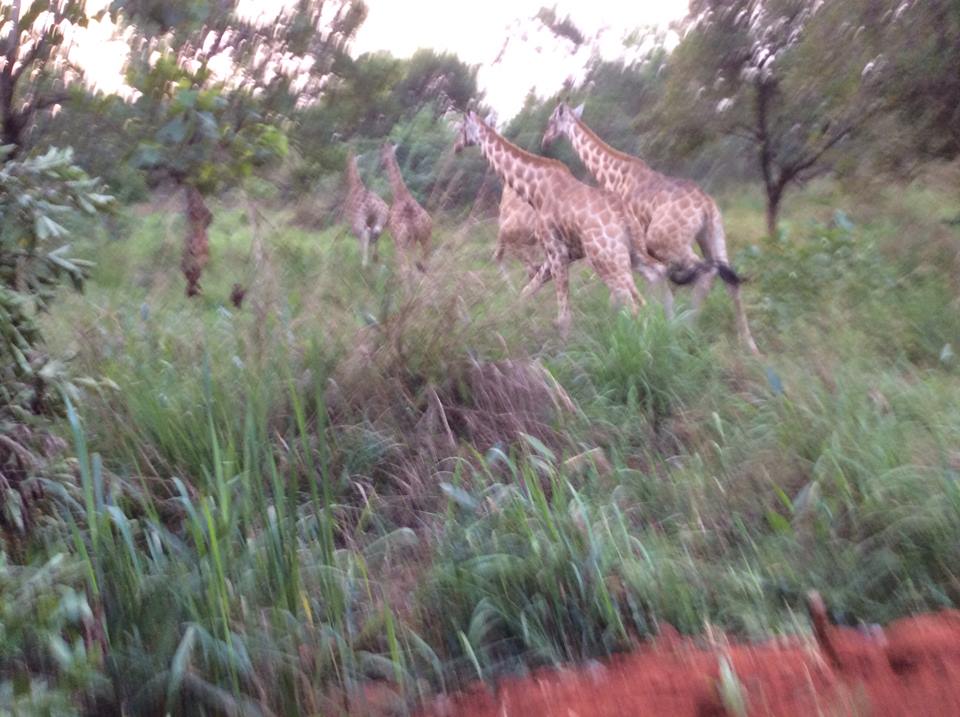 giraffesrunUganda