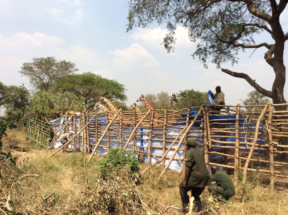 giraffestranferUganda