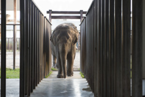 outside-paddock-areas