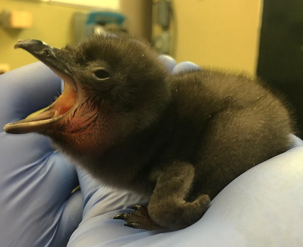 penguinchickbowiezoo