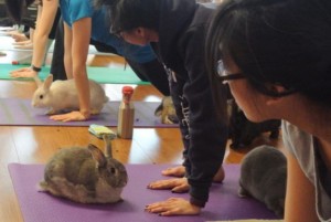 rabbit-mat.jpg.size.xxlarge.promo