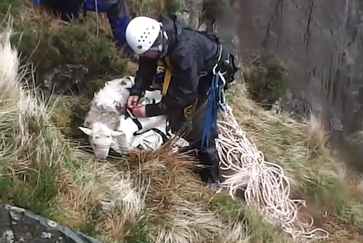 sheeprescue4
