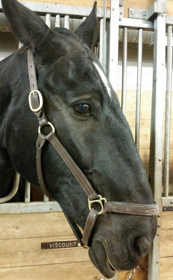 Toronto Police Service