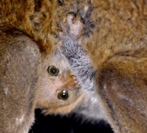 2016-02-11-Zoo-Baby-Potto-434-300x273