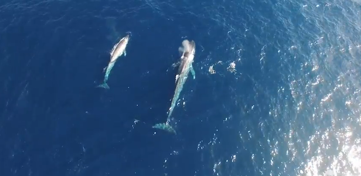 BlueWhaleCalfSeaShepherd