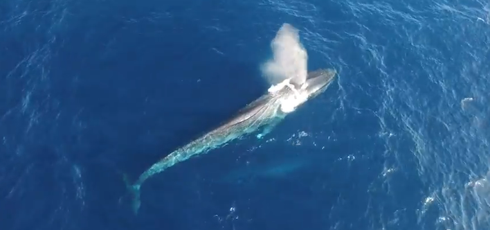 BlueWhaleSeaShepherd