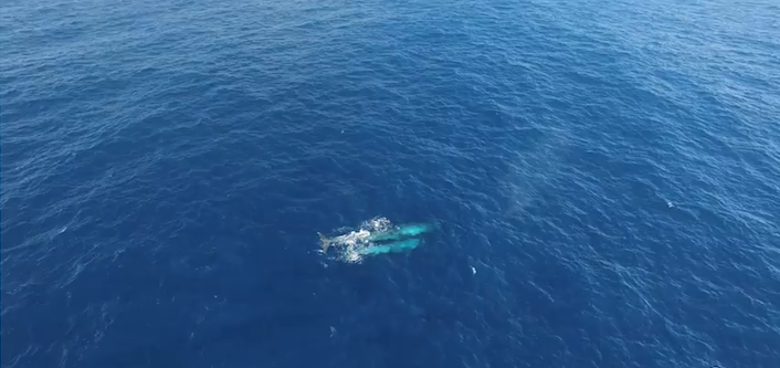 BlueWhalemothercalfSeaShepherd