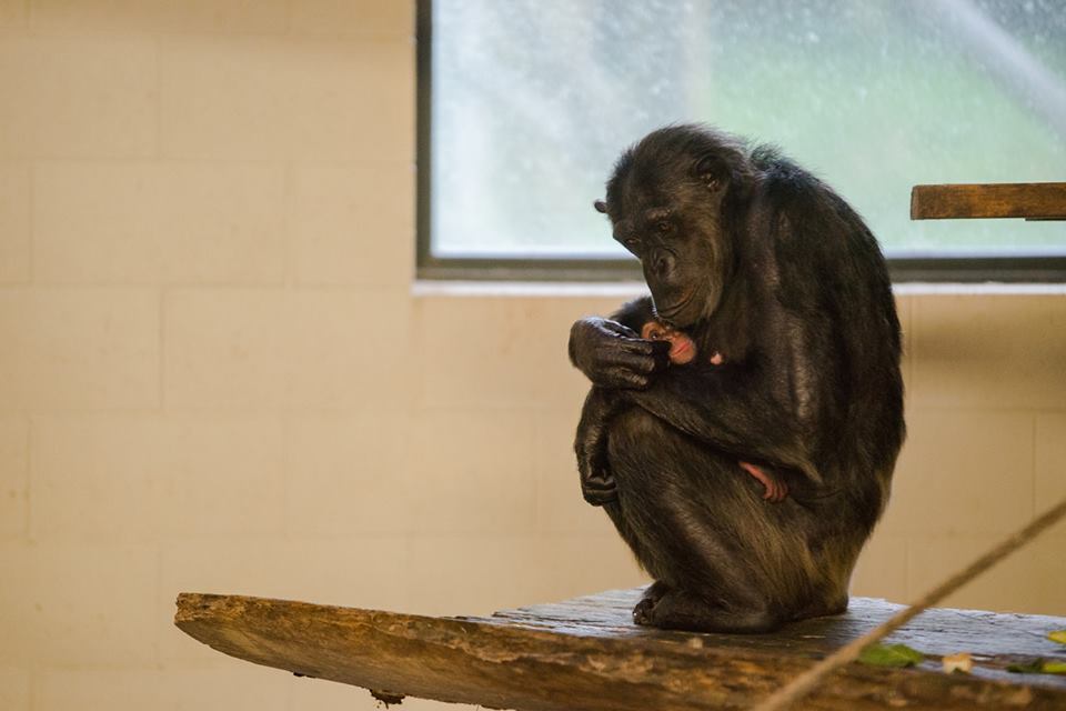 ChimpanzeemotherbabyHamiltonZoo