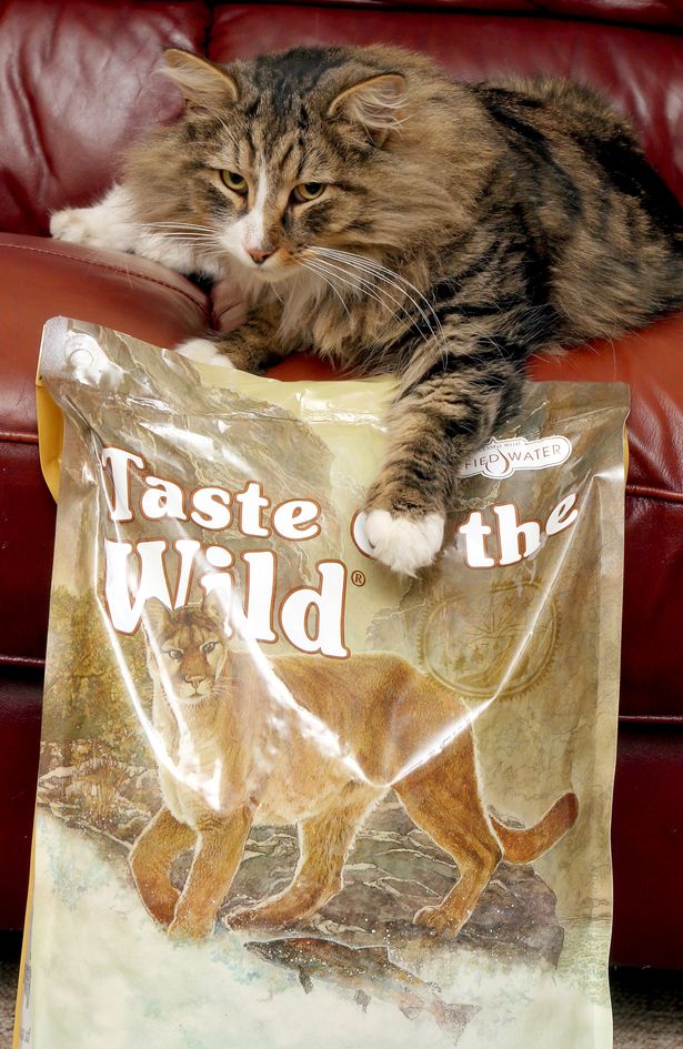 PAY-Clive-the-Norwegian-Forest-cat