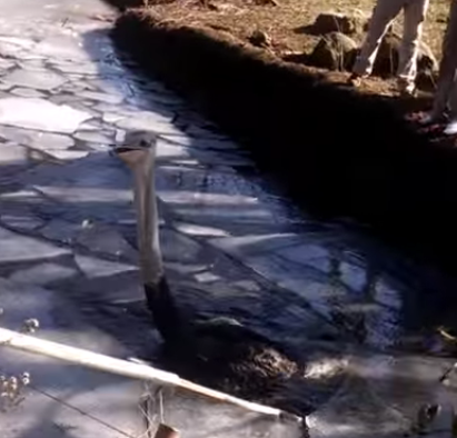 Screen Shot 2016-02-01 at 7.19.04 PM