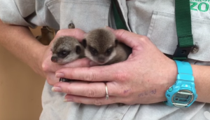 Screen Shot 2016-02-05 at 6.31.07 AM