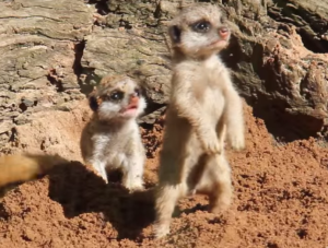 Screen Shot 2016-02-05 at 6.31.31 AM