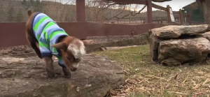 Screen Shot 2016-02-10 at 7.12.21 PM