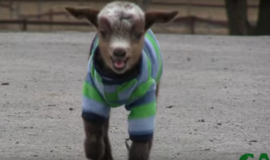 Screen Shot 2016-02-10 at 7.13.02 PM