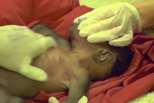 Screen Shot 2016-02-24 at 10.56.49 AM