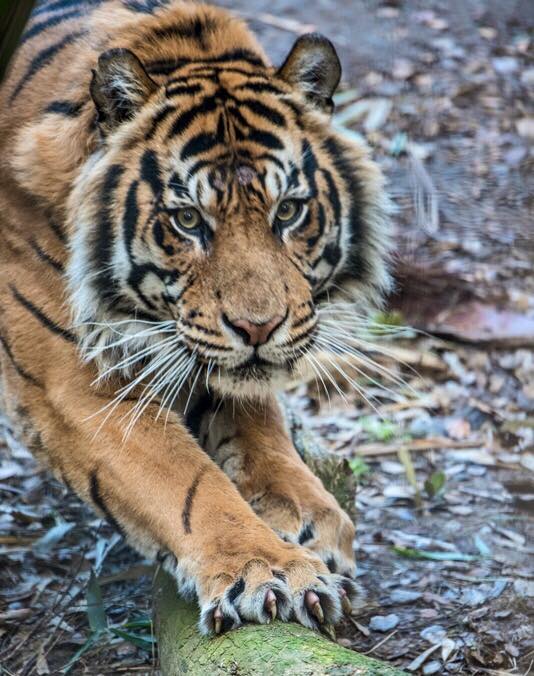 TigerMohanSacramentoZoo