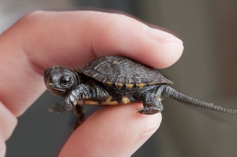 A newly hatched western pond turtle. The western pond turtle is being hand reared at the Oregon Zoo as part of a head start program, to help them survive as they disappear in the wild. (C) Oregon Zoo / Photo by Michael Durham.