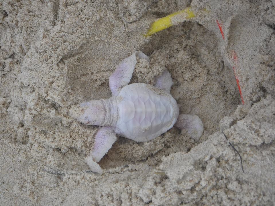 Adrienne Savage/Coolum District Coast Care Group